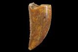 Serrated, Raptor Tooth - Real Dinosaur Tooth #94096-1